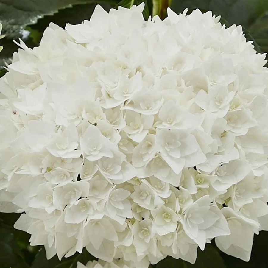 Гортензия крупнолистная Диппо Фредо Гортензия крупнолистная Диппо Фредо - Dolina-Sad.Ru