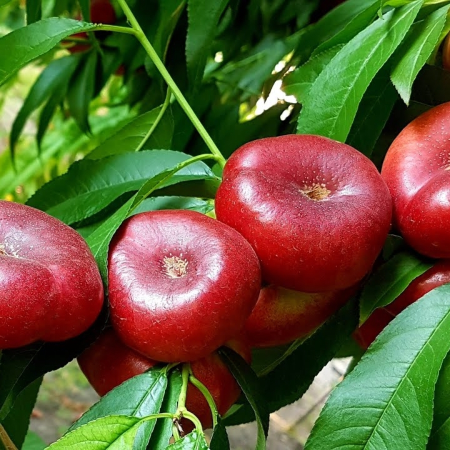 Нектарин Данат - Dolina-Sad.Ru