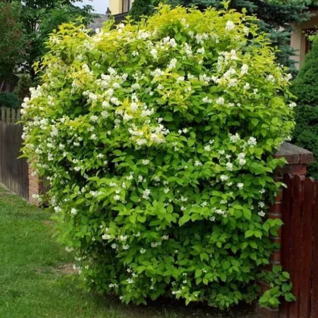 Жасмин венечный Ауреус фото