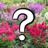 /upload/images/АстильбаЗагадка.jpg /upload/images/АстильбаЗагадка.jpg