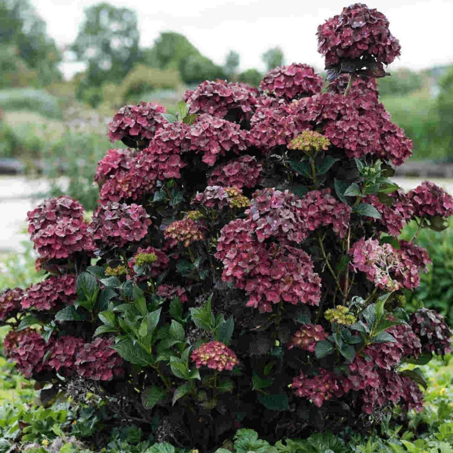 Гортензия крупнолистная Шоколад - Dolina-Sad.Ru