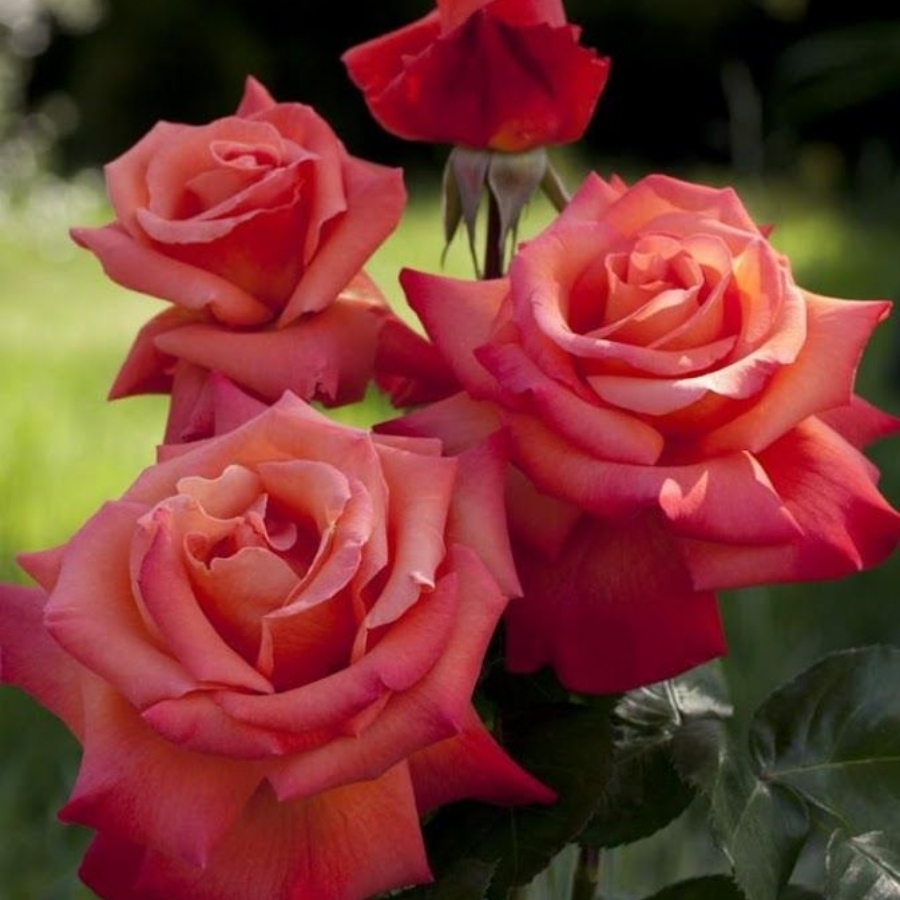 Роза штамбовая Кристофор Колумб Роза штамбовая Кристофор Колумб - Dolina-Sad.Ru