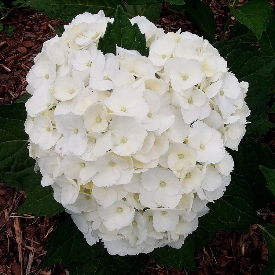 гортензия крупнолистная Мадам Эмиль Мулье, С2 - Dolina-Sad.Ru
