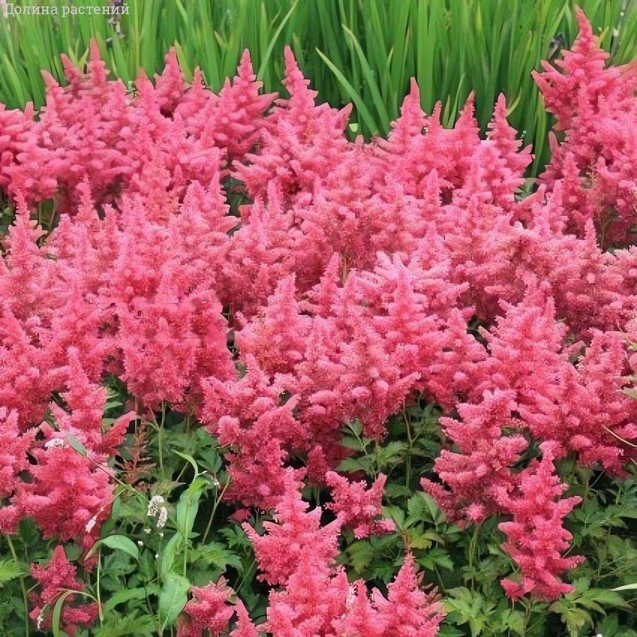 Астильба японская Кобленз - Dolina-Sad.Ru