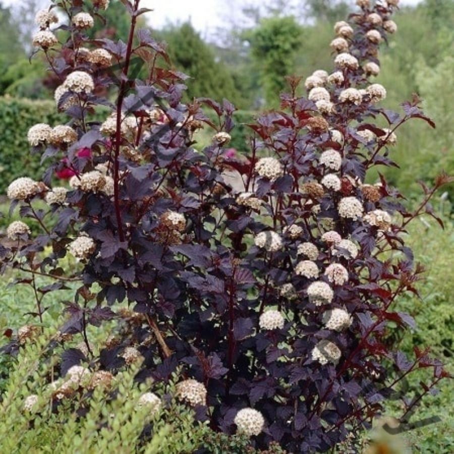 Пузыреплодник калинолистный Шух, С1,5 Пузыреплодник калинолистный Шух, С1,5 - Dolina-Sad.Ru