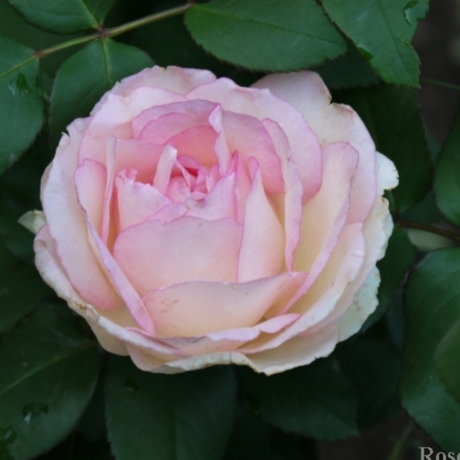 Роза Суиенер де Баден Баден в горшке - Dolina-Sad.Ru