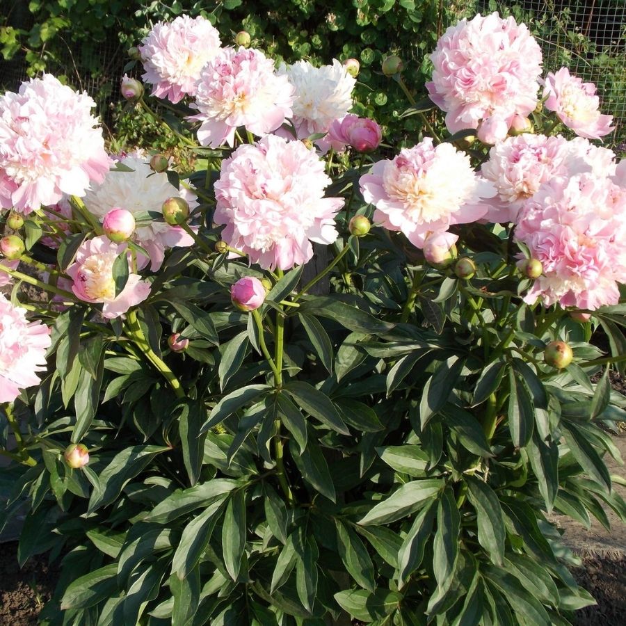 Пион Ми Жюль Дессерт - Dolina-Sad.Ru