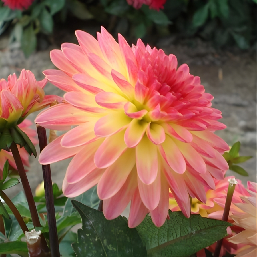 Георгина Делайт Глоу - Dolina-Sad.Ru