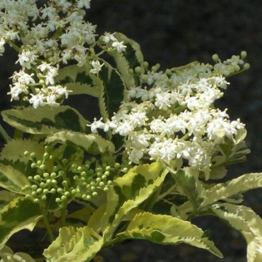 Бузина черная Мадонна, С3 - Dolina-Sad.Ru