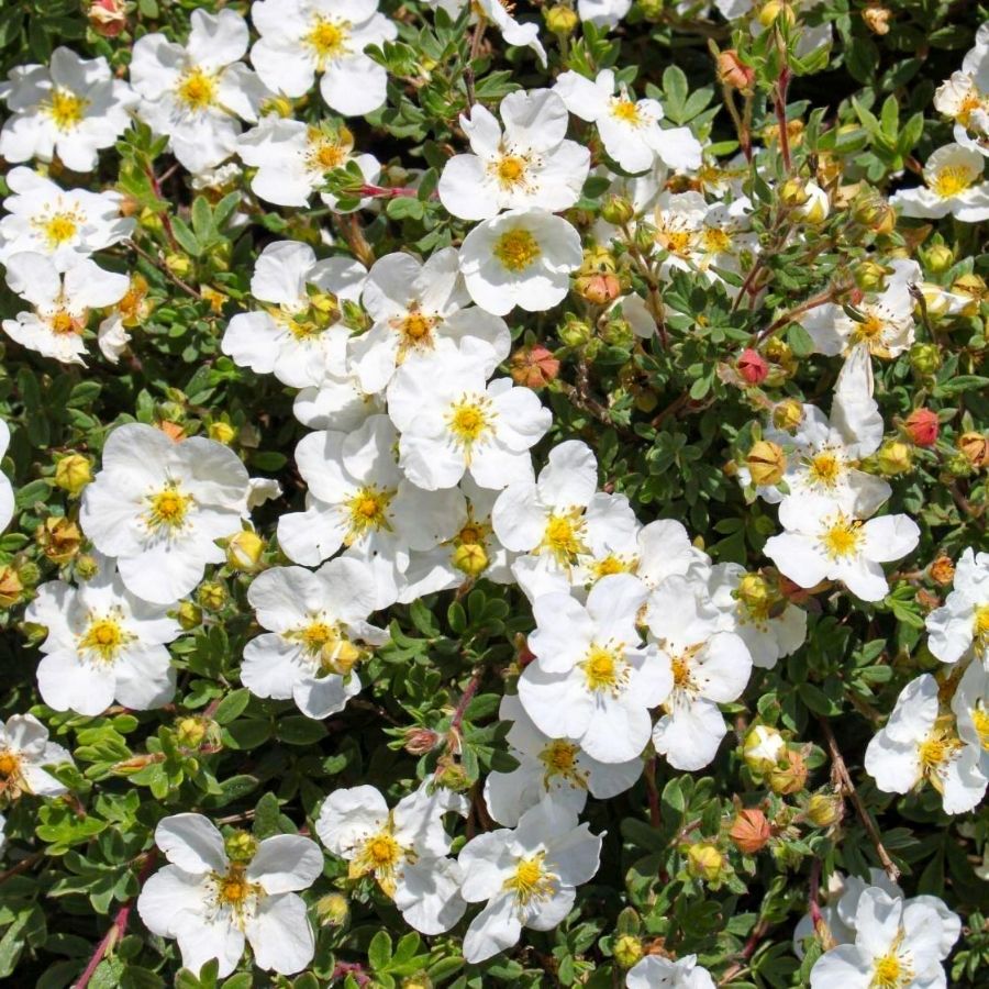 Лапчатка кустарниковая Aбботсвуд, С1,5 Лапчатка кустарниковая Aбботсвуд, С1,5 - Dolina-Sad.Ru