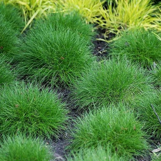 Овсяница метловидная Пик Карлит Овсяница метловидная Пик Карлит фото