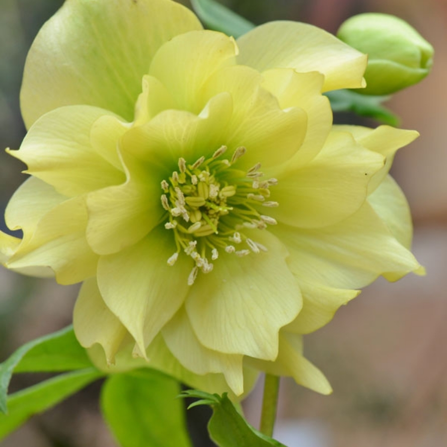 Морозник Дабл Еллоу - Dolina-Sad.Ru