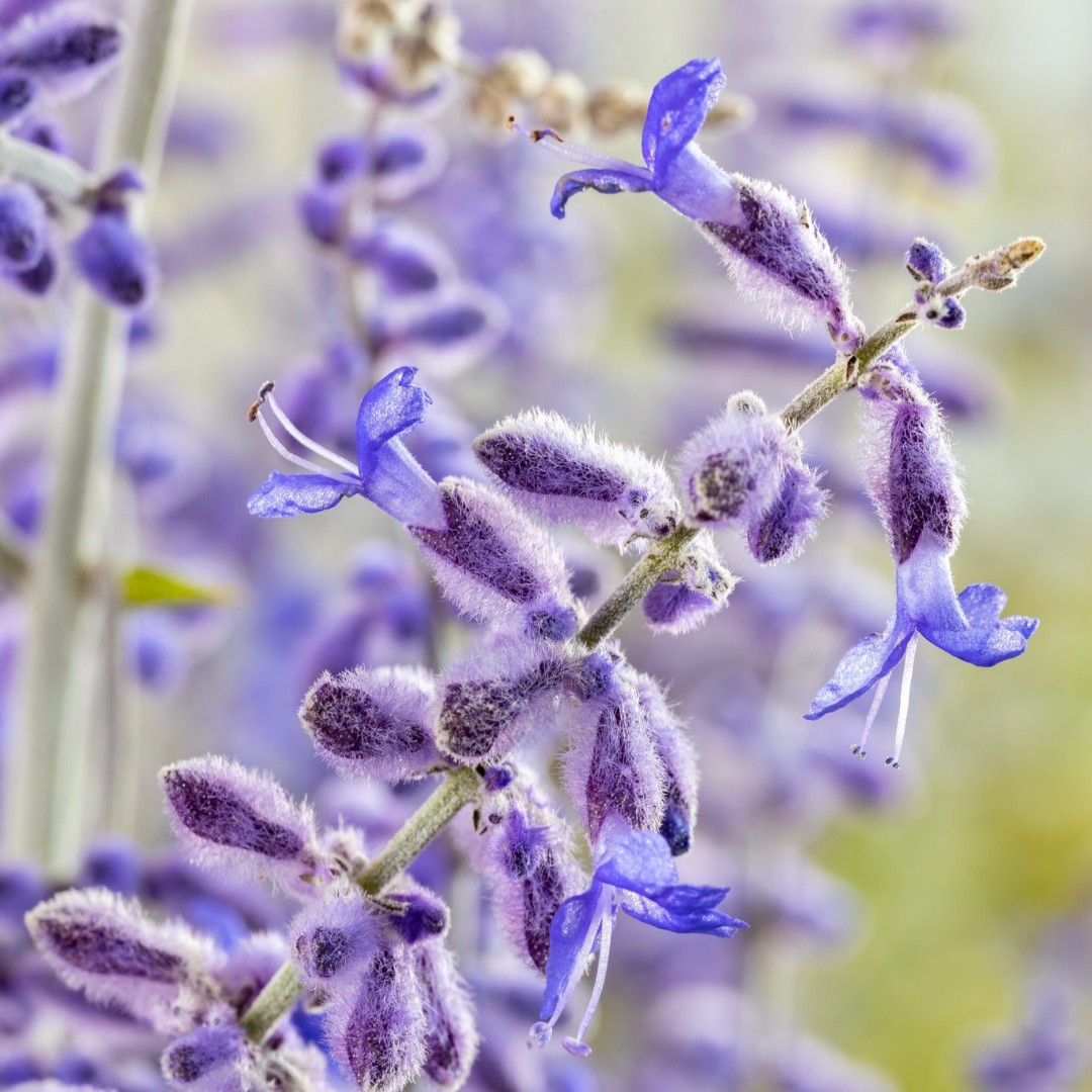 Перовския лебедолистная Блю Спайр - Dolina-Sad.Ru