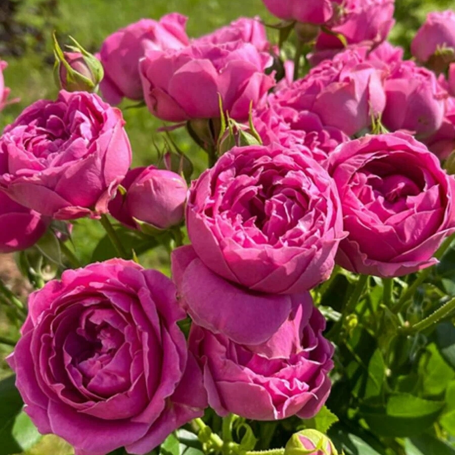 Роза Мисти Баблс Роза Мисти Баблс - Dolina-Sad.Ru