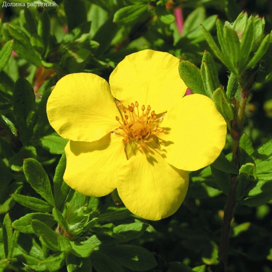 Лапчатка кустарниковая Голдстар, С1,5 - Dolina-Sad.Ru