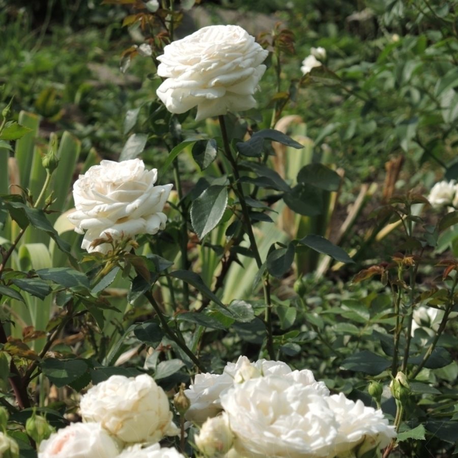 Роза Корснода - Dolina-Sad.Ru