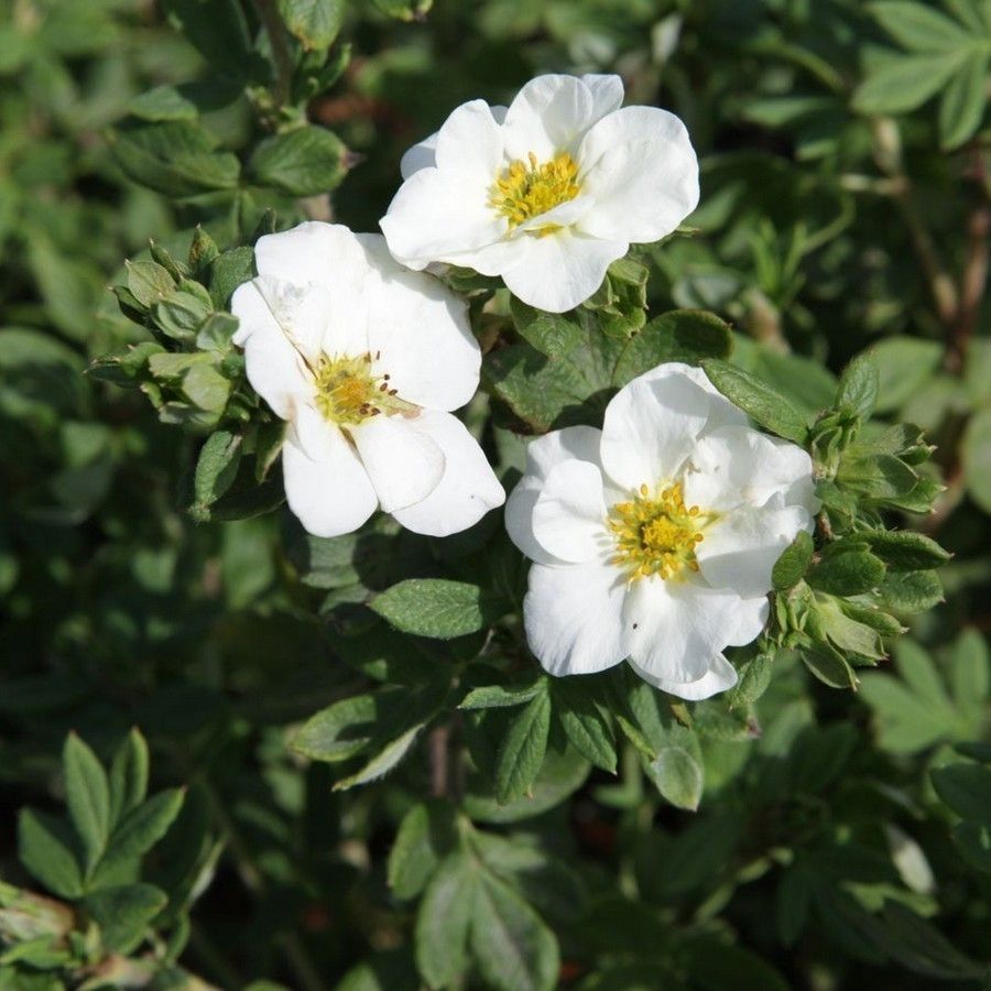 Лапчатка Крем Брюле, С1,5 Лапчатка Крем Брюле, С1,5 - Dolina-Sad.Ru