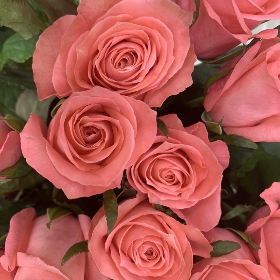 Роза Анна Каренина - Dolina-Sad.Ru