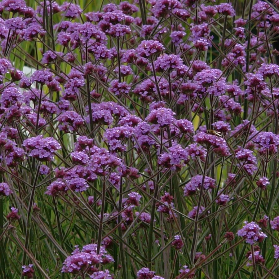 Вербена бонарская Лоллипоп - Dolina-Sad.Ru