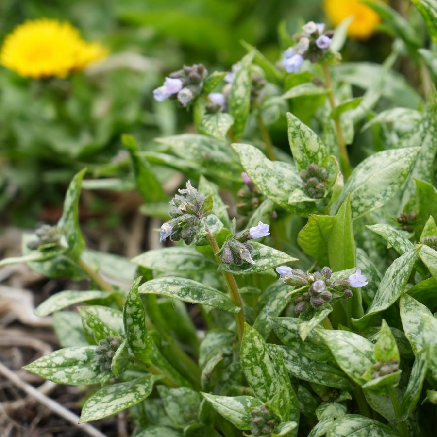 Медуница Миссис Киттл - Dolina-Sad.Ru