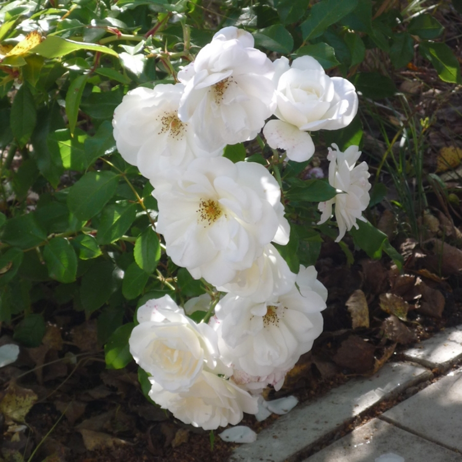 Роза Фис Клайм в горшке Роза Фис Клайм в горшке - Dolina-Sad.Ru