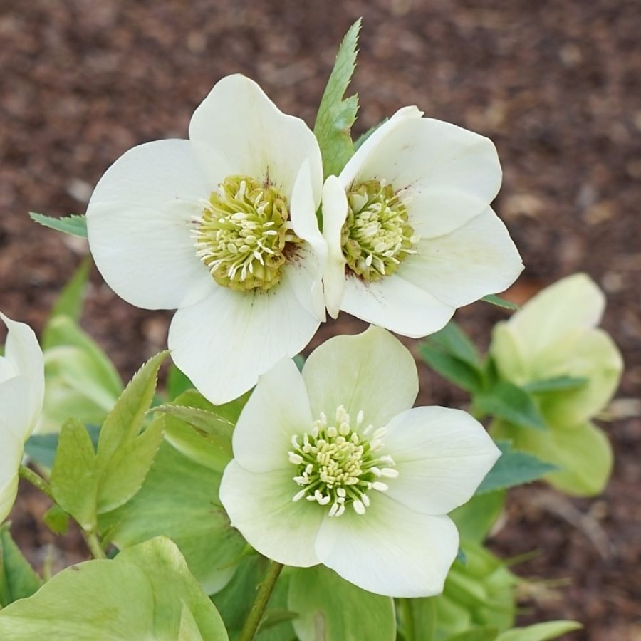 Морозник Претти Эллен Вайт - Dolina-Sad.Ru