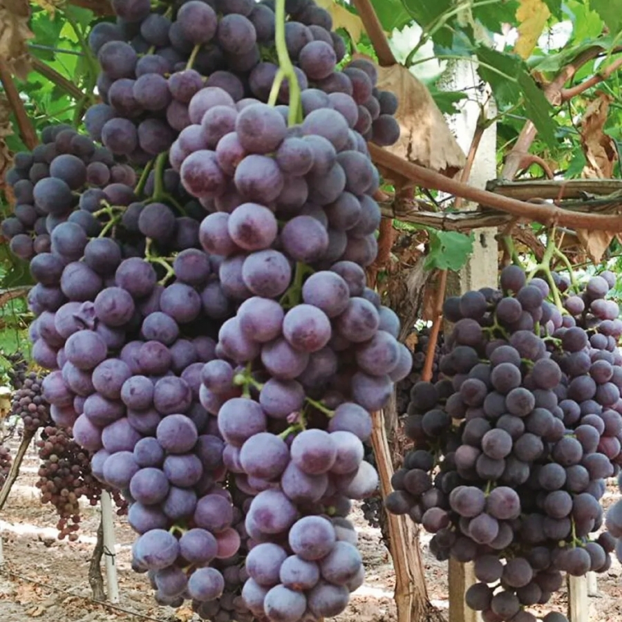 Виноград Апулия Роза - Dolina-Sad.Ru