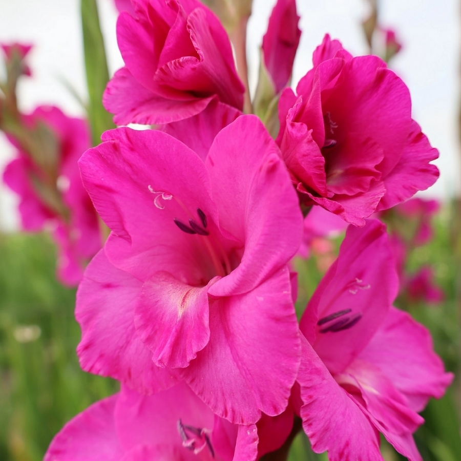 Гладиолус Фуксия Темптейшн - Dolina-Sad.Ru