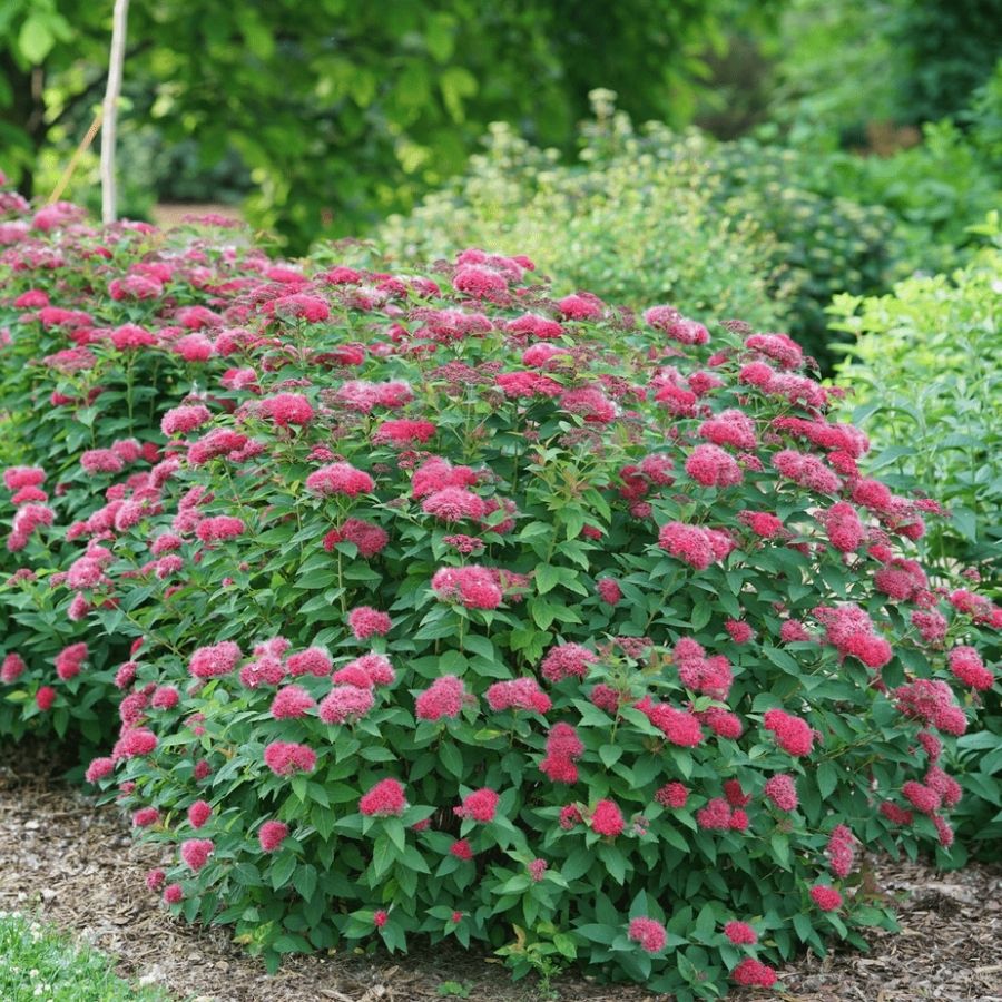 Спирея японская Фробелии, С1 - Dolina-Sad.Ru