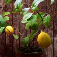 Гибрид Лимон+Апельсин Мейера (С ПЛОДАМИ!) Гибрид Лимон+Апельсин Мейера (С ПЛОДАМИ!) фото