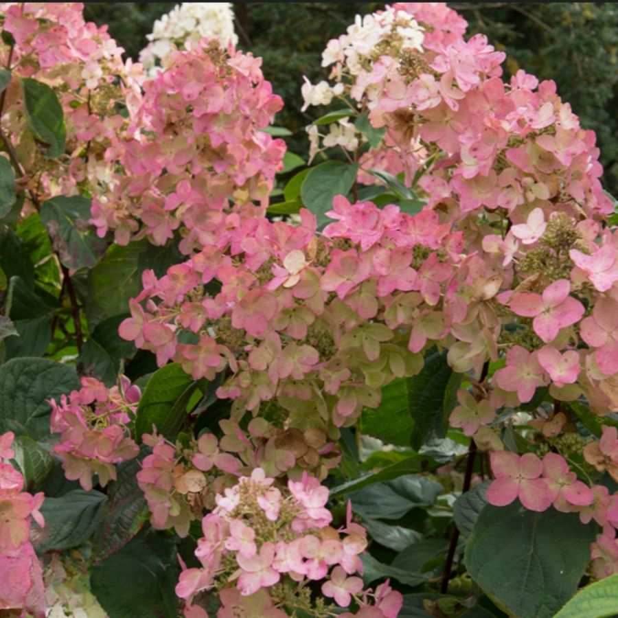Гортензия метельчатая Пинк Даймонд, С3 - Dolina-Sad.Ru