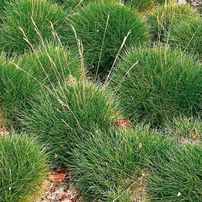 Овсяница метловидная Пик Карлит Овсяница метловидная Пик Карлит фото