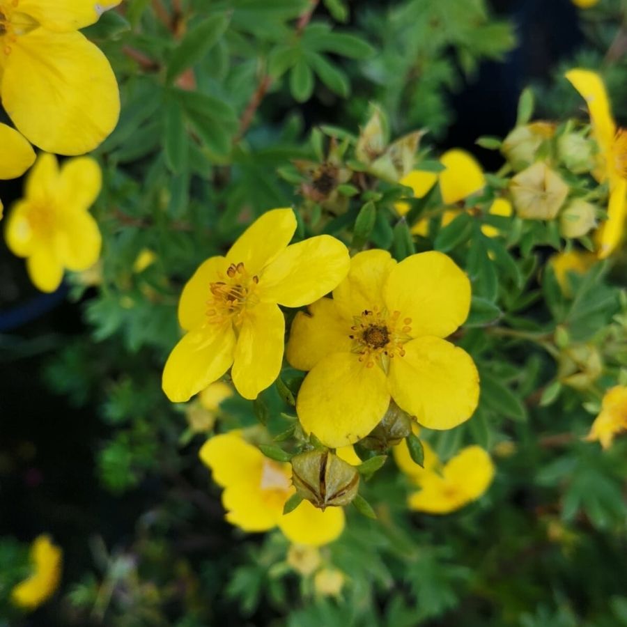 Лапчатка кустарниковая Голдстар, С3 - Dolina-Sad.Ru