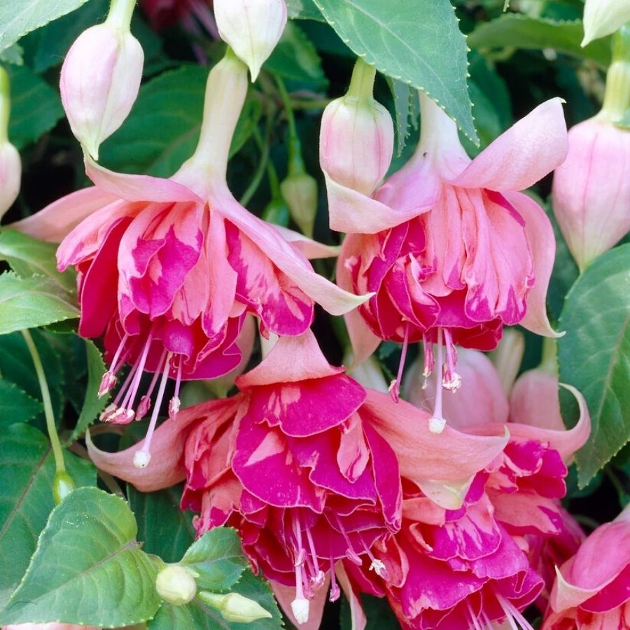 Фуксия Бесентенал - Dolina-Sad.Ru