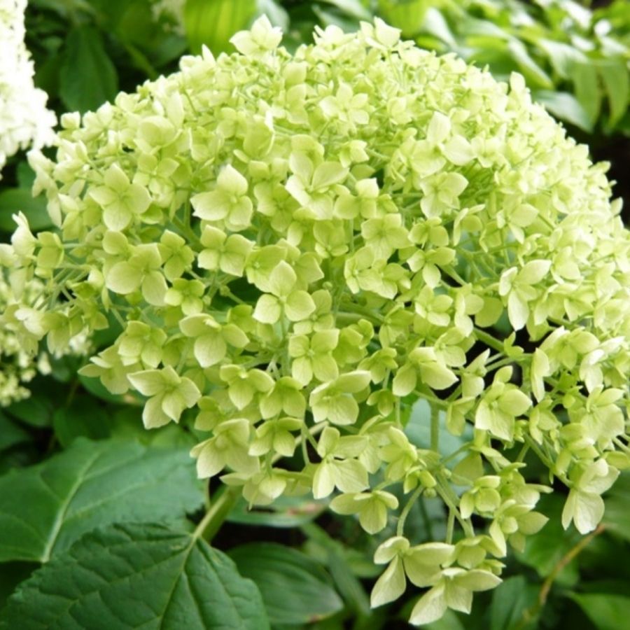 Гортензия древовидная Баунти - Dolina-Sad.Ru