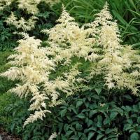 Астильба Арендса Браутшлеер Астильба Арендса Браутшлеер - Dolina-Sad.Ru