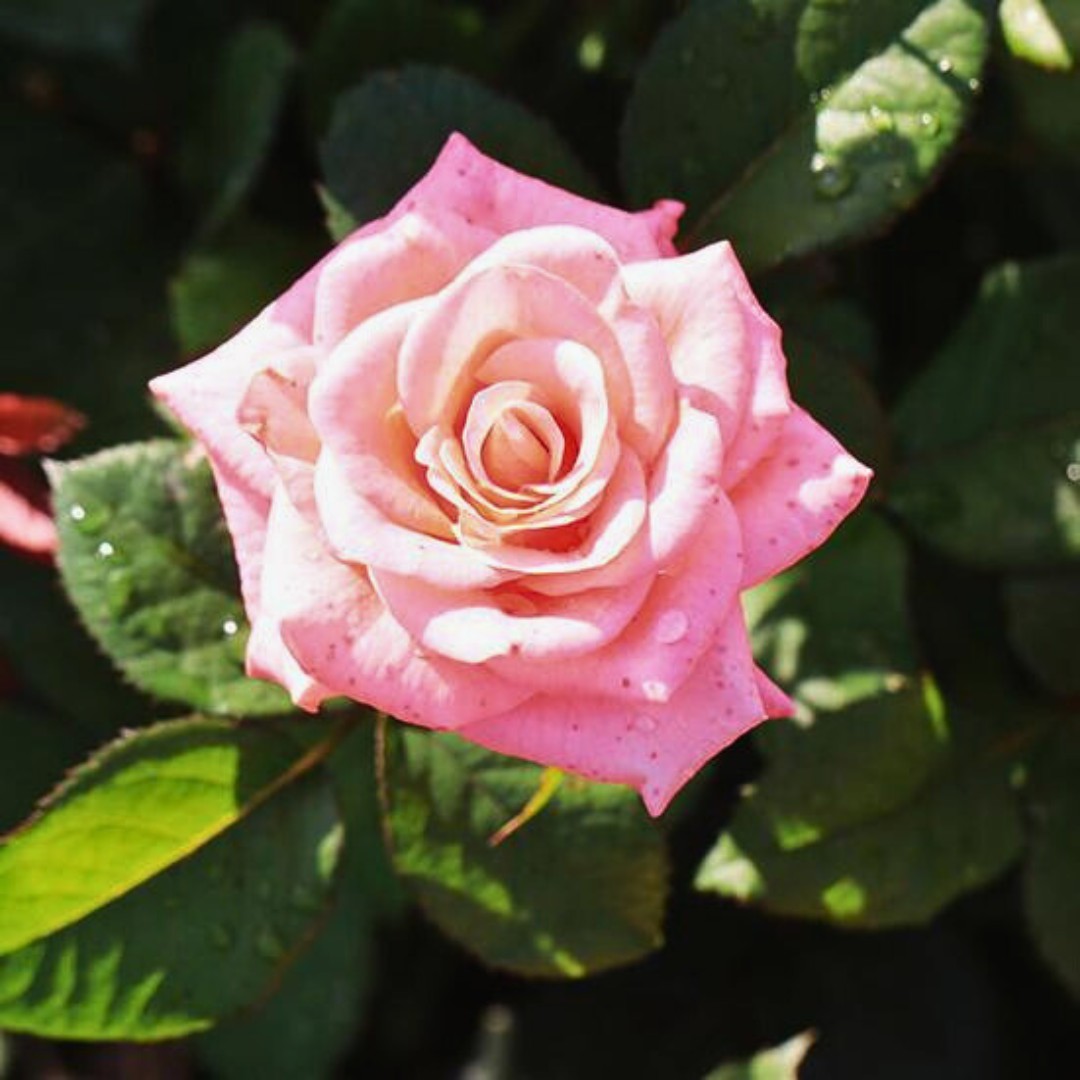 Роза Пикуба в горшке - Dolina-Sad.Ru