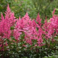 Астильба Санни Дэй Астильба Санни Дэй - Dolina-Sad.Ru