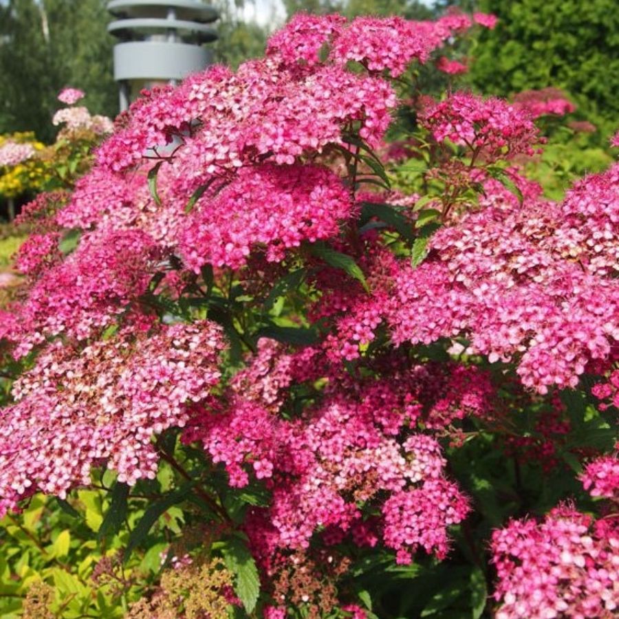 Спирея японская Фробелии, С1 - Dolina-Sad.Ru