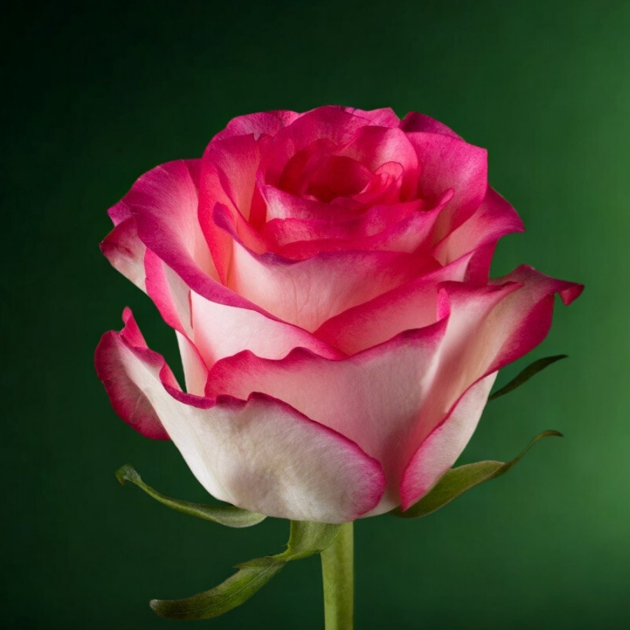 Роза Джумилия - Dolina-Sad.Ru