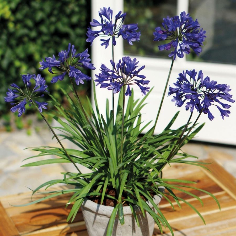 Агапантус Блю Глоб - Dolina-Sad.Ru