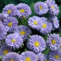 Астра Новобельгийская Мария Баллард Астра Новобельгийская Мария Баллард - Dolina-Sad.Ru