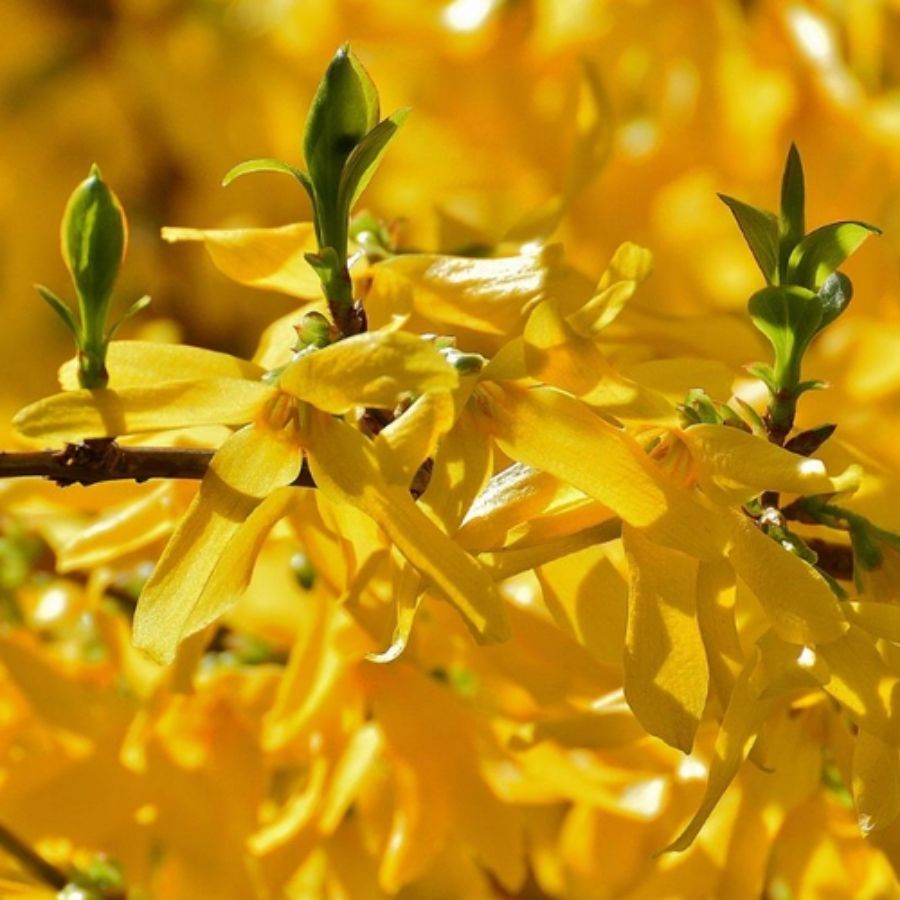 Форзиция промежуточная Уикенд, С3 - Dolina-Sad.Ru