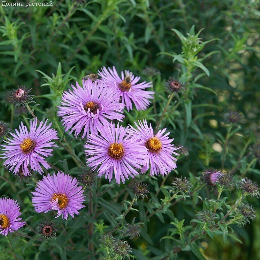 Астра новоанглийская Барс Пинк - Dolina-Sad.Ru