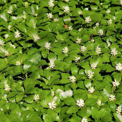 Пахизандра верхушечная фото