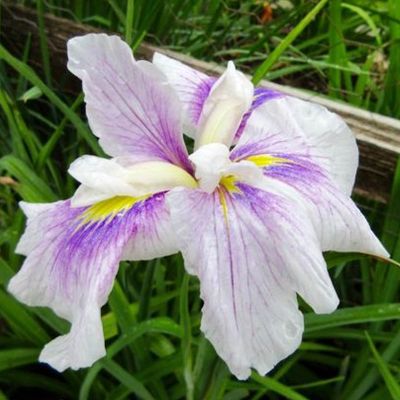 Ирис мечевидный Когешо - Dolina-Sad.Ru