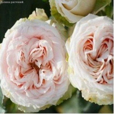 Роза Лакре (2шт.) Роза Лакре (2шт.) фото