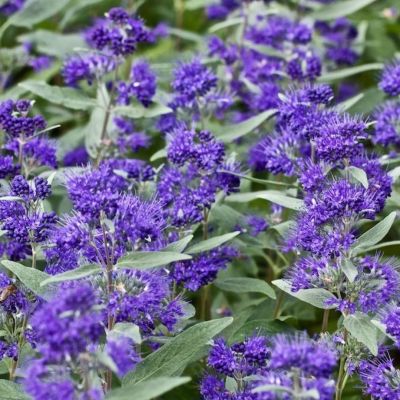 Кариоптерис кландоненсис Гранд Блю Кариоптерис кландоненсис Гранд Блю - Dolina-Sad.Ru