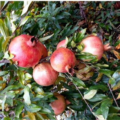 Гранат Восточный Гранат Восточный - Dolina-Sad.Ru