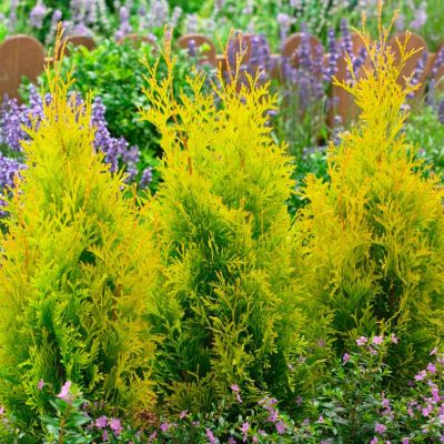 Туя западная Голден Брабант Туя западная Голден Брабант - Dolina-Sad.Ru